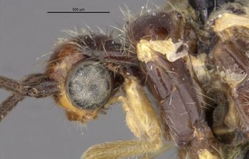 Media type: image;   Entomology 1670 Aspect: head lateral view